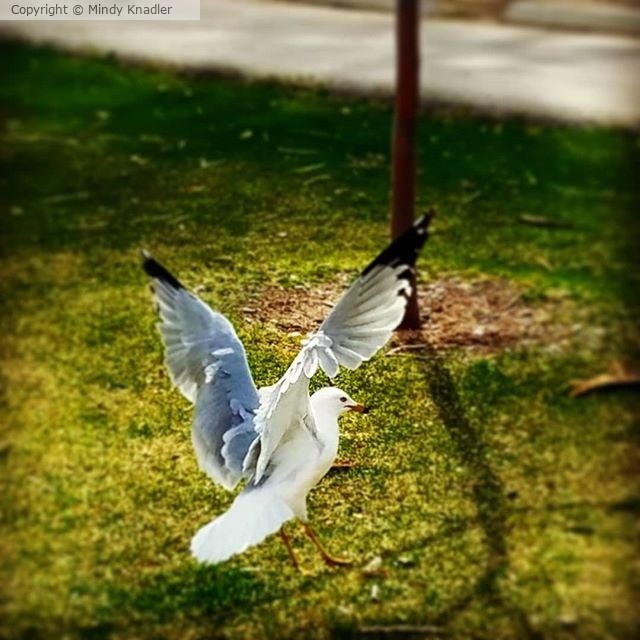 Bird in Flight