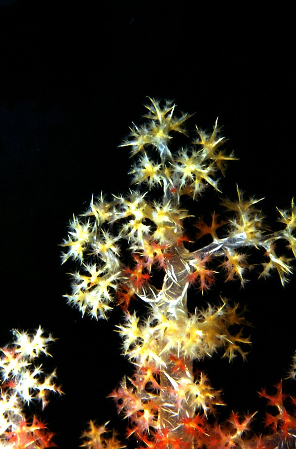 Soft Coral