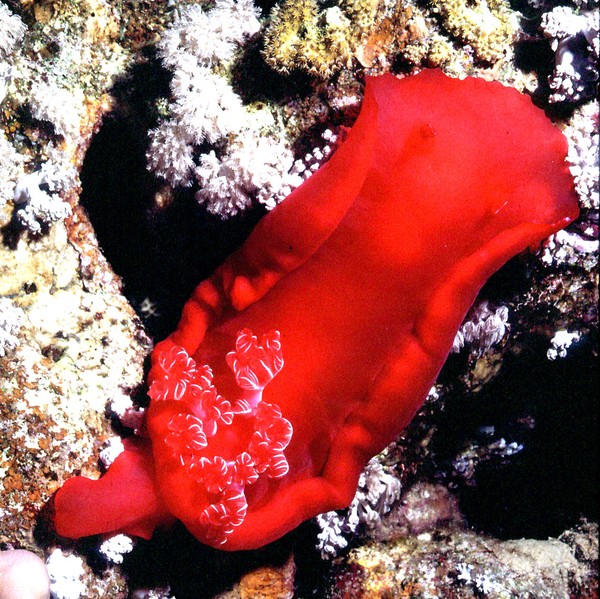 Spanish Dancer