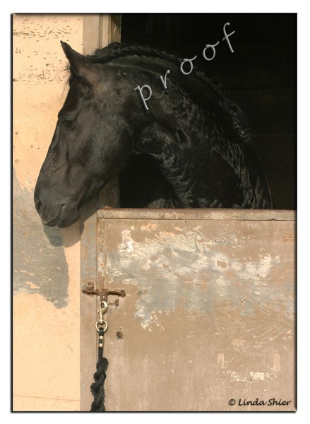 Series of Horses in Barns