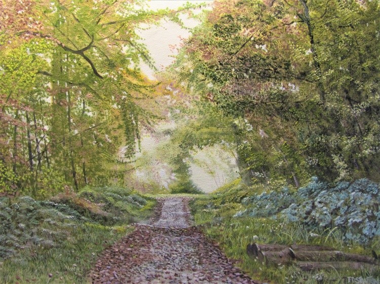 Bishopstoke Woods woodland path