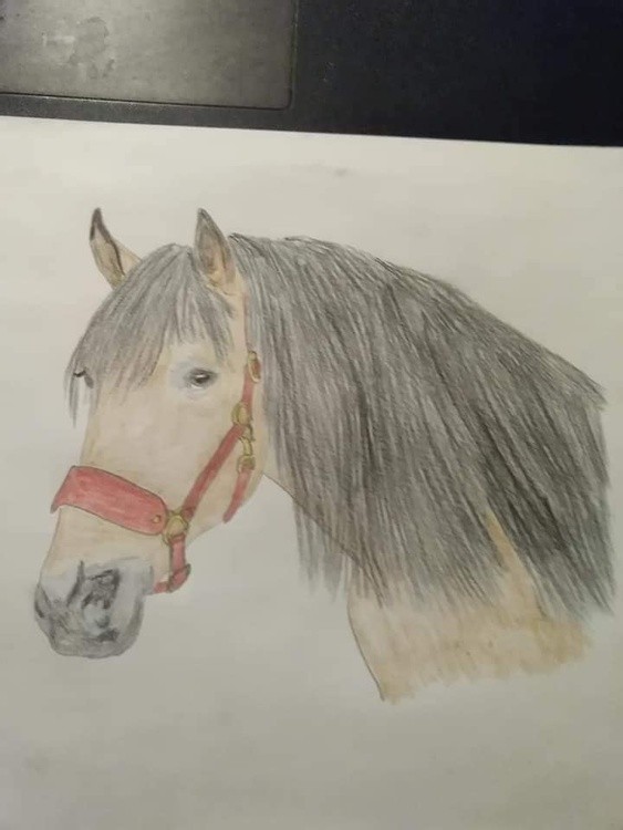 Buckskin horse coloured pencil portrait # 2