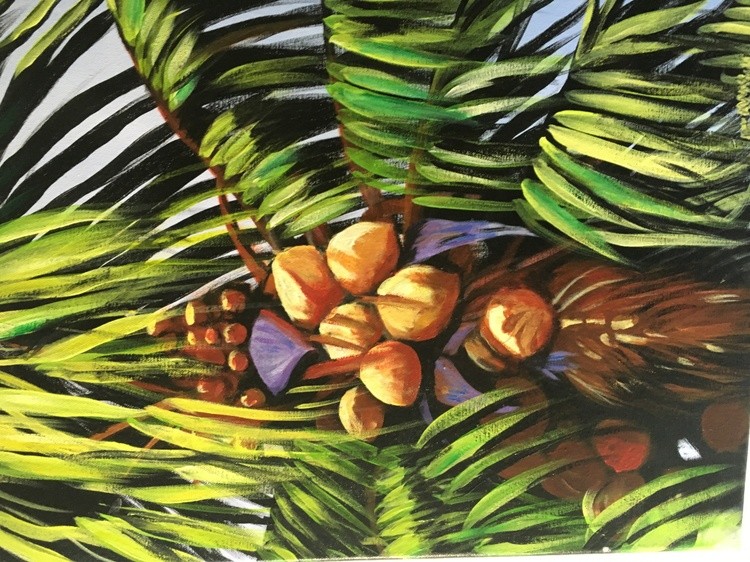 Plam tree coconuts