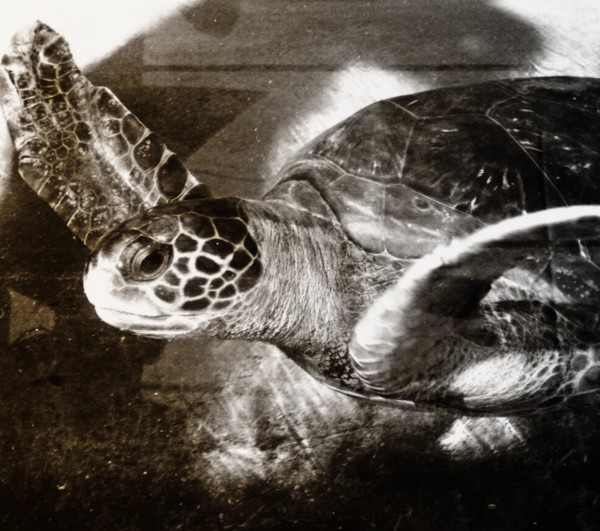 tortuga