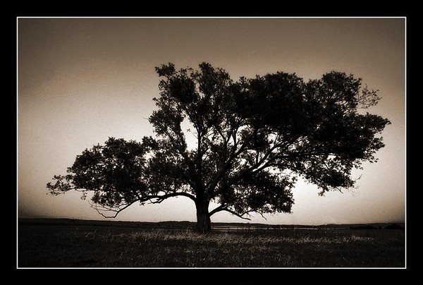 Solitary
