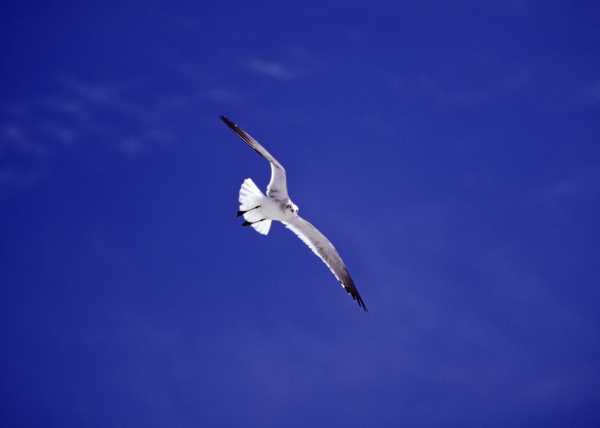 Free
