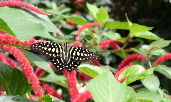 Spotted Butterfly