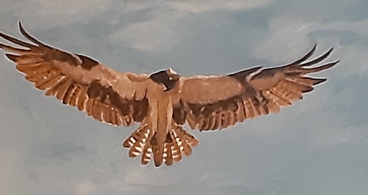 The Hunter