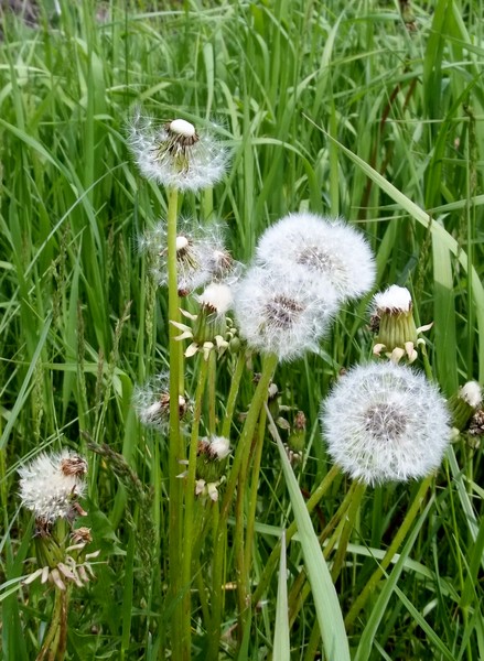 Dandelion in different stages of going to seed