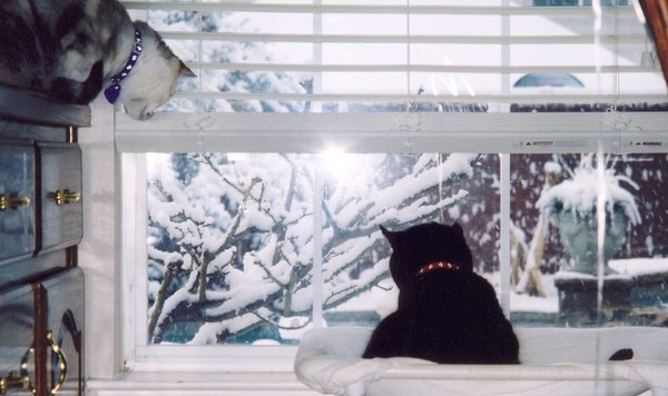 SnowCats