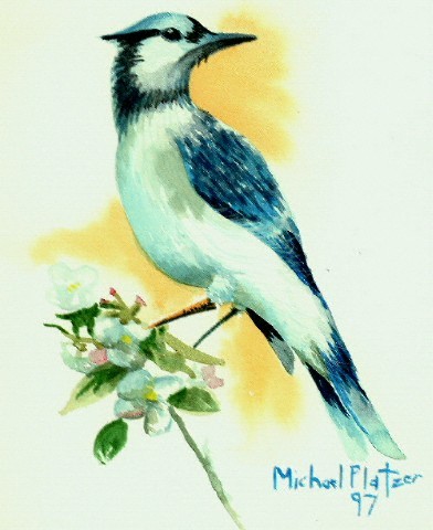 Bluejay