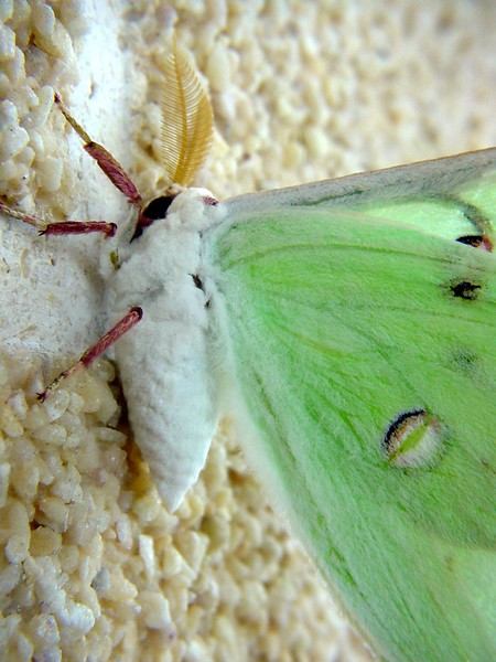 Moth