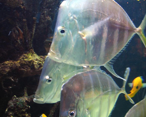 Fishy Story Ends
