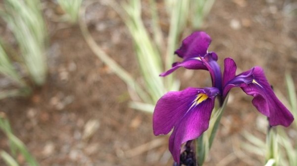 Velvet Iris