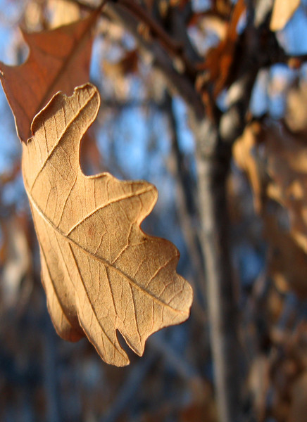 Leaf Curve