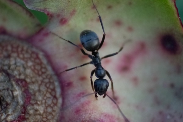 Ant on Peony