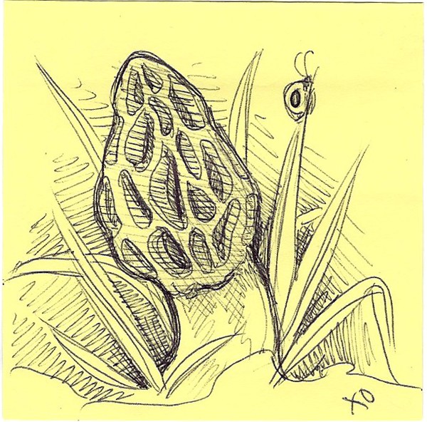 Morel