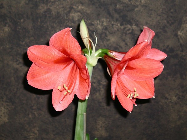 Blooming 