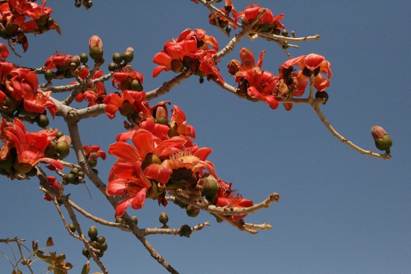 Spring in Tel-Aviv