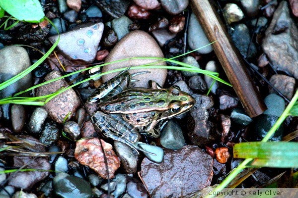 Island Lake Frog