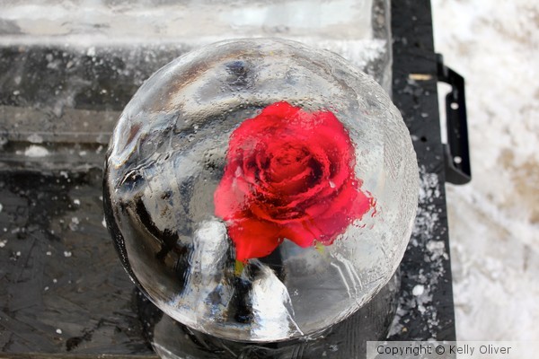 Rose under 