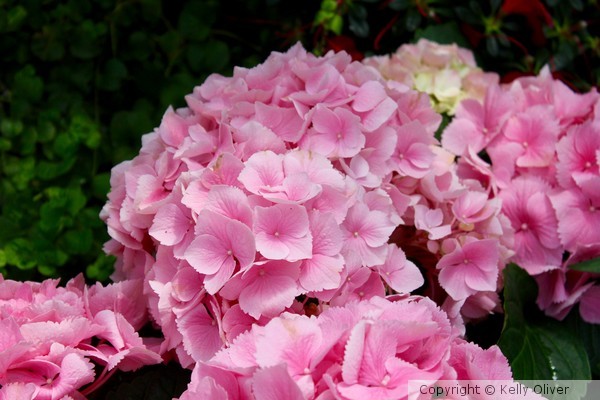 Pink Hydrangea 