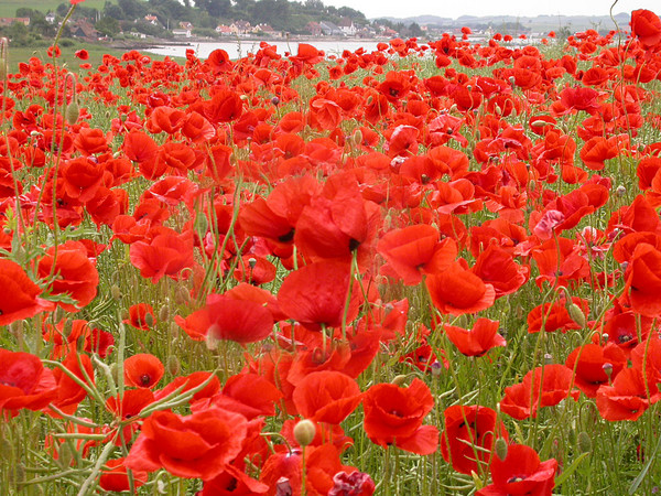 Poppies