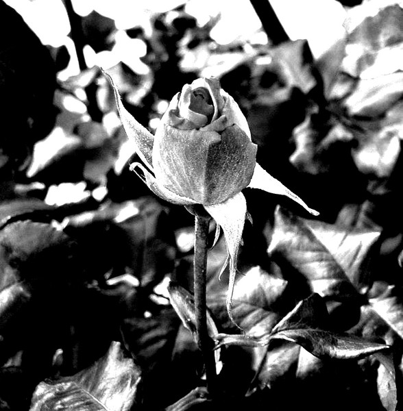 Closed Rose