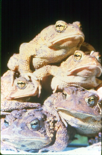 frogpile