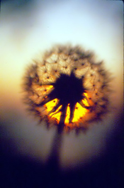 dandelion