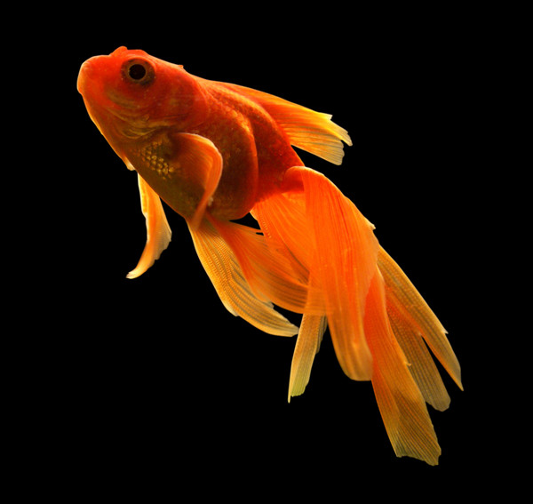 Goldfish