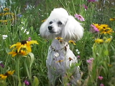 Wildflowers