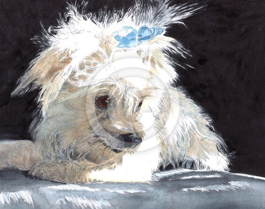 Maltese Baby Dumpling
