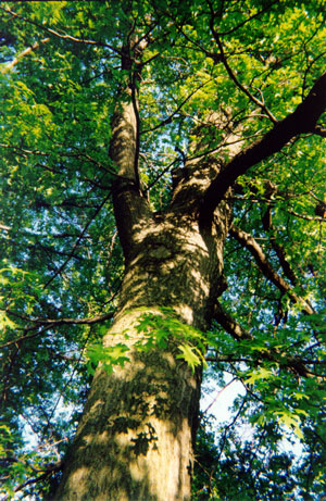 The Christ Tree