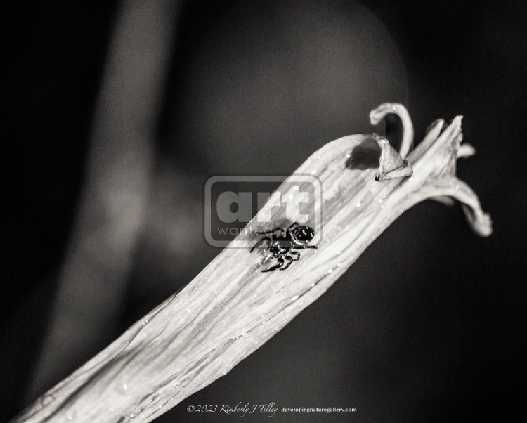 Spider Getting a Drink, P8767