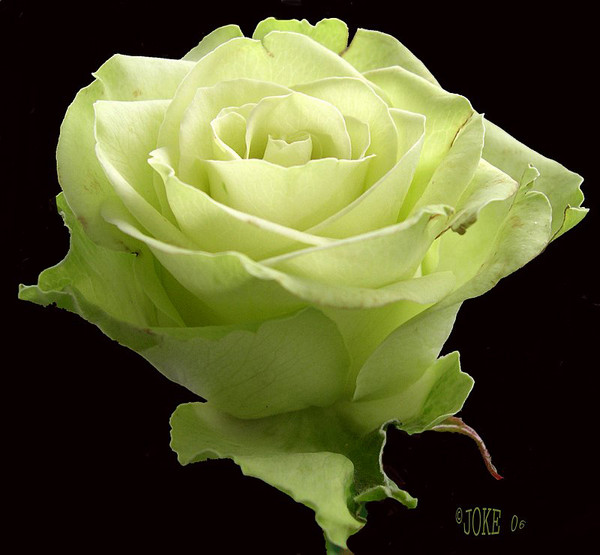 For you dear Bianca.