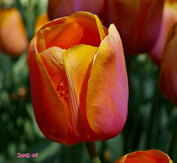 The Dordogne Tulip