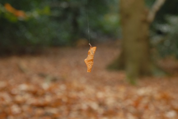 Hanging around