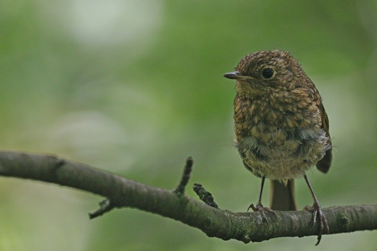 Little Wren1