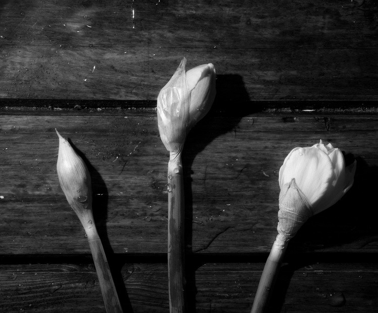 Stagesbw