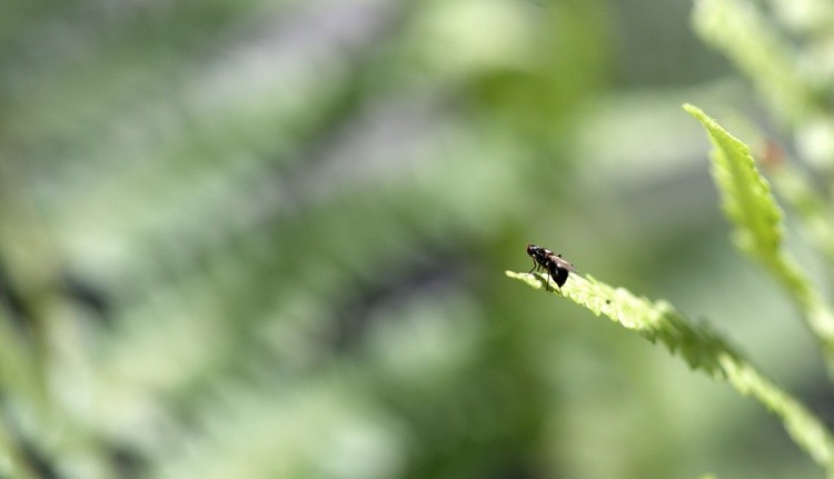 Black Wasp