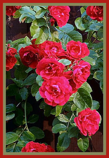 Antique Climbing Roses
