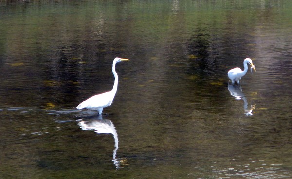 egrets eating fish