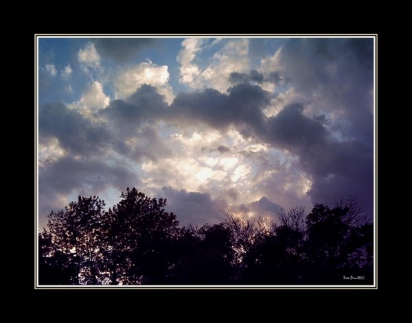Clouds Frame the Trees