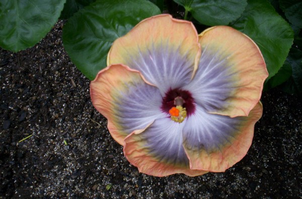 Hibiscus