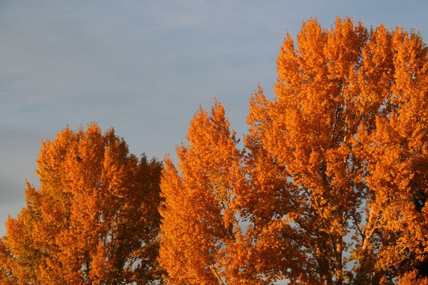 Golden Leaves