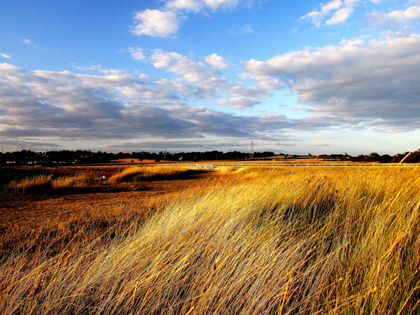 These Fields of Gold