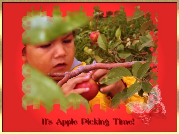 Apple Picking Time!