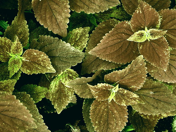 Garden Plant