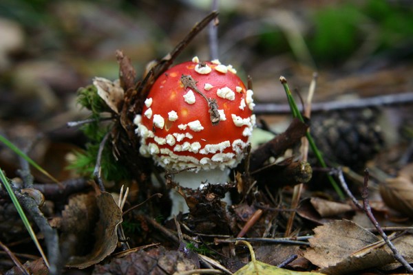 Birth of a Fungus